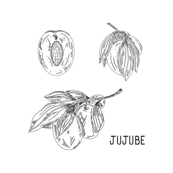 Jujube Früchte Und Blätter Setzen Kontur — Stockvektor