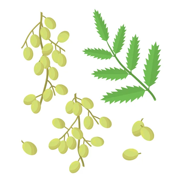 Neem Plant Leaves Fruits Vector Set — Image vectorielle