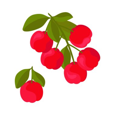 Acerola. An evergreen shrub. Branch, fruit, berries. Set. Vector illustration 