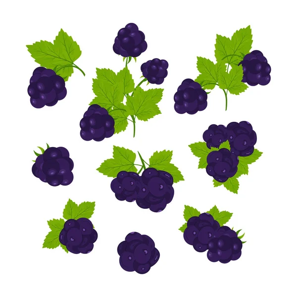 Blackberry Berries Leaves Vector Illustration — Vector de stock