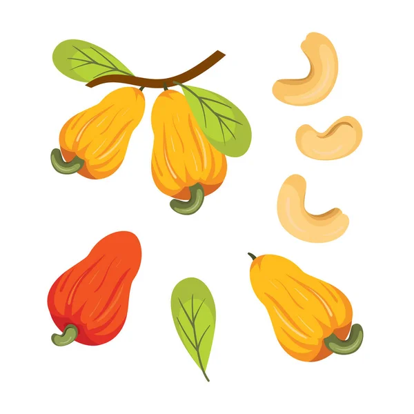 Cashew Nuts Fruit Leaves Vector Set — Vettoriale Stock