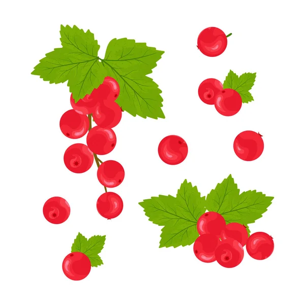 Set Red Currant Berries Vector Illustration — Stock Vector