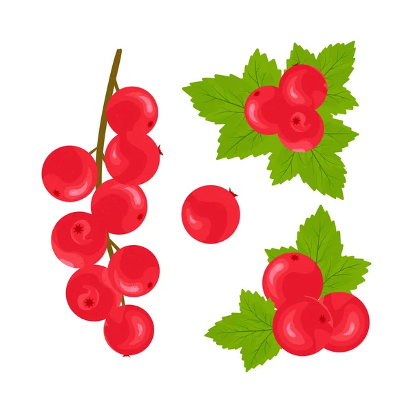 Red Currant Berries Set White Background Vector Illustration — Stock Vector