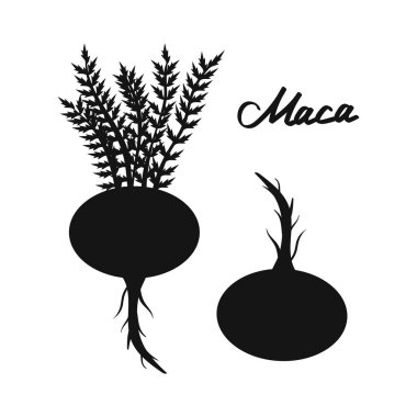 Lepidium meyenii. Maca. Black silhouette. Vector 