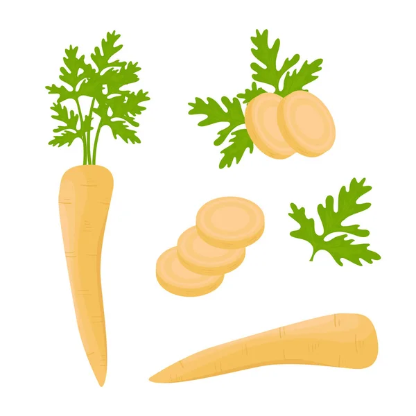 Parsnips Root Whole Sliced Vector Set Cartoon Style White Background — Image vectorielle