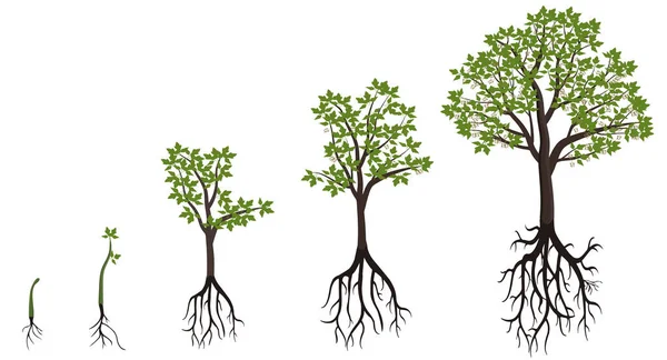 Fem stadier av odling lönn träd. — Stock vektor