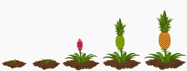 The growth stages of pineapple plant — Vector de stock