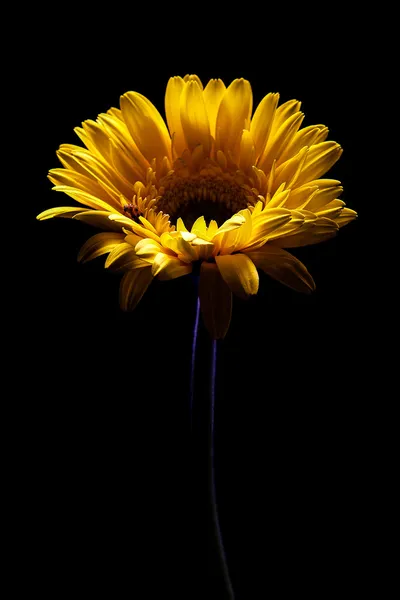 La flor — Foto de Stock