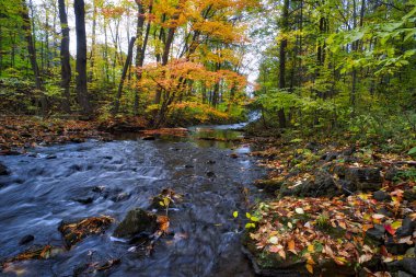 Üzüm bağında bir traktör ve tarlada şarap üzümleri var.. 