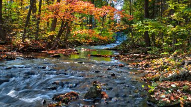 Üzüm bağında bir traktör ve tarlada şarap üzümleri var.. 