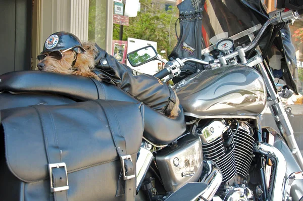 Motosiklette dinlenen sevimli genç bir köpeğin fotoğrafı.
