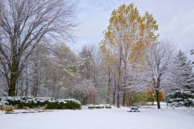 Kışın son kar yağışından sonra karla kaplı ağaçlar.