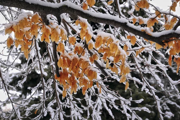 Piękny Widok Liście Obfitych Opadach Śniegu — Zdjęcie stockowe