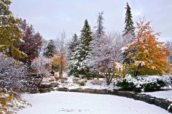 Arbres Couverts Neige Après Une Chute Neige Dans Parc Public — Photo