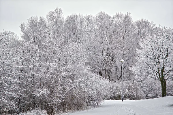 Drzewa Pokryte Śniegiem Parkach Publicznych Obfitych Opadach Śniegu Zimie — Zdjęcie stockowe