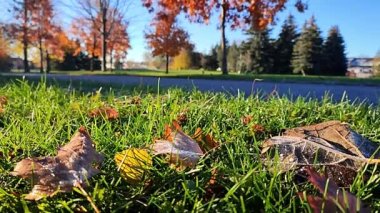 Sonbahar manzarası - ön planda kuru akçaağaç yapraklarına odaklanmış çift yürüyor