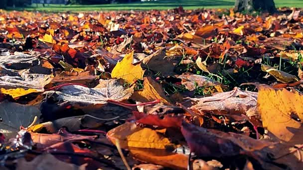 Падение Падающие Сухие Оранжевые Красные Листья Золотая Осень Городском Парке — стоковое видео