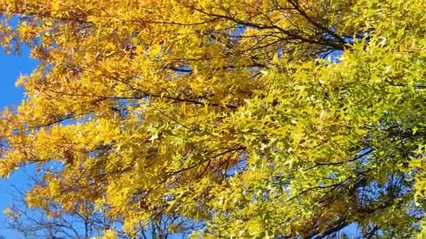 Autumn Leaf Colour Yellow Oak Tree Blue Sky Background — Stock Video