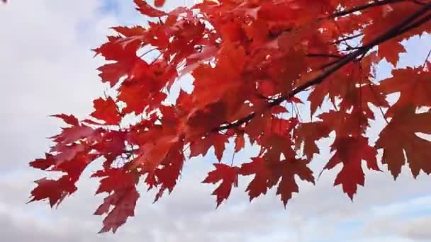 Renkli Kırmızı Akçaağaç Yaprakları Rüzgarda Uçuşuyor — Stok video