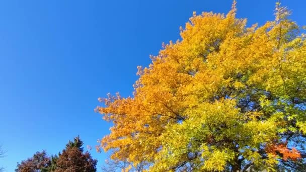 Gele Eik Met Blauwe Lucht Achtergrond Herfst — Stockvideo