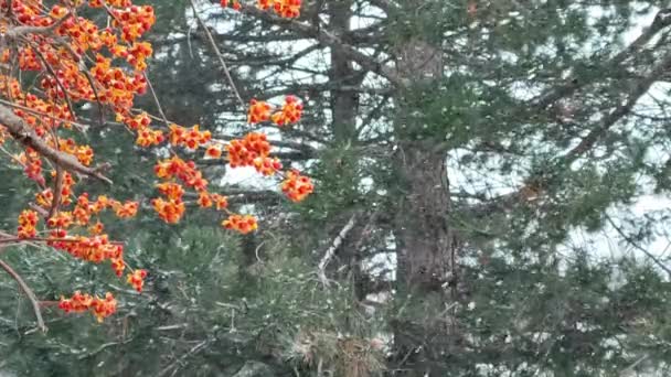 冬のクリスマスシーズンの背景 冬の日に風が吹いて雪で覆われた赤い果実 60Fpsでスローモーション 松の森を背景に — ストック動画