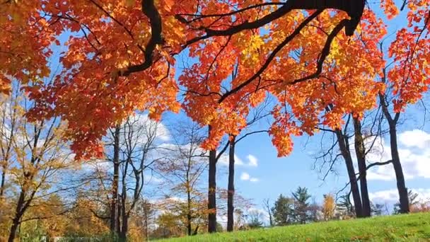 Autumn Leaf Colour Lens Flare — Stock Video