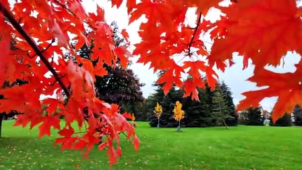 Background Red Maple Leaves Blowing Wind Autumn — Stock Video