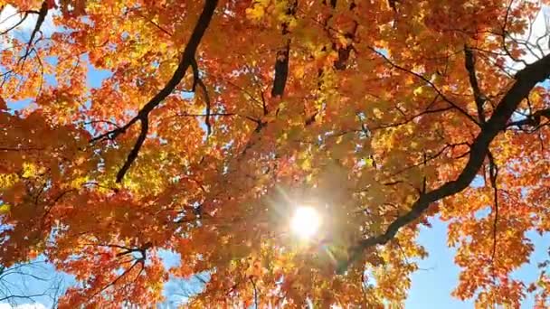 Panning Shot Maple Tree Leaves Falling — Vídeo de Stock