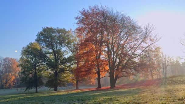 Время Восхода Солнца Кленовым Деревом Туманное Утро — стоковое видео