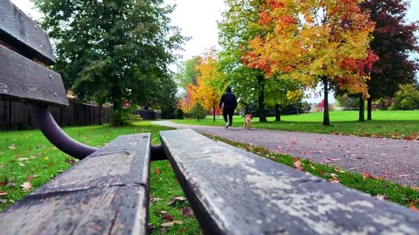 Hundespaziergang Park Mit Herbstblattfarbe — Stockvideo