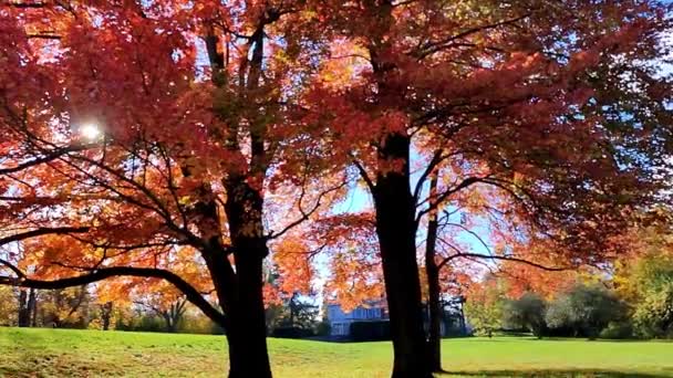 Panning Shot Autumn Leaf Colour Lens Flare — Stock Video