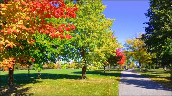 Dog Walking Park Autumn Leaf Colour — Foto Stock