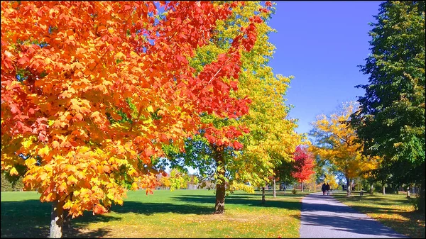 Couple Walking Park Autumn Leaf Colour — Foto Stock