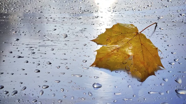 Close Maple Leaf Metallic Surface Rainy Day — Zdjęcie stockowe