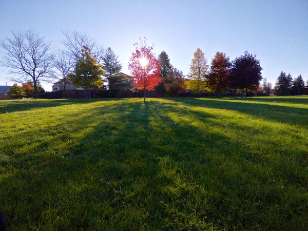 Érable Rouge Rétro Éclairé Dans Parc Avec Rayon Soleil Ombre — Photo