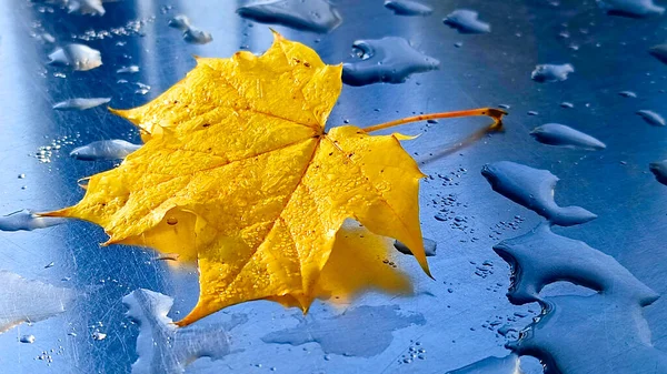 Liść Klonu Żółty Metalicznej Powierzchni Kroplą Deszczu — Zdjęcie stockowe