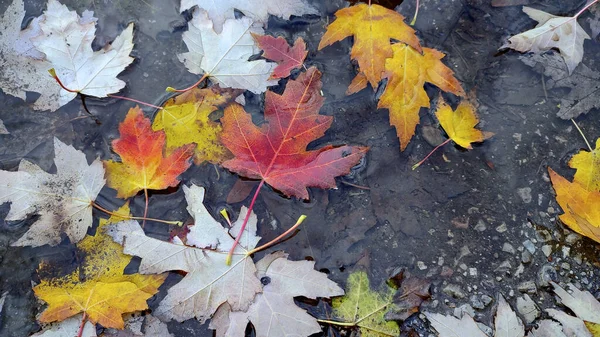 Klonowe Liście Mokrej Ścieżce Jesienią — Zdjęcie stockowe