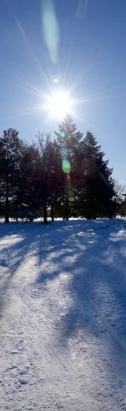 Vista Panorâmica Belo Pinheiro Coberto Neve Parque Público Com Lente — Fotografia de Stock