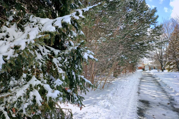 Paysage Pittoresque Sentier Pédestre Dans Parc Avec Neige Profonde — Photo