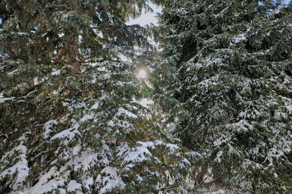 Pin Couvert Neige Dans Parc Public Avec Fusée Éclairante Fond — Photo