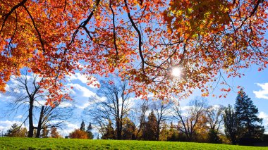 Güneş ışığı, akçaağaç yaprakları arasındaki boşluklardan parlıyor.