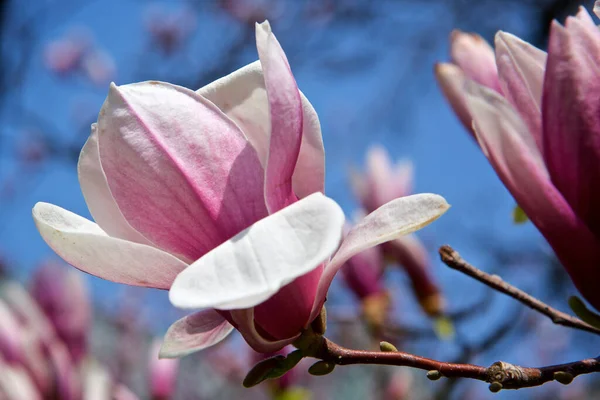 Bahar Mevsiminde Manolya Çiçeği — Stok fotoğraf