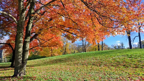 Colori Delle Foglie Autunnali Nel Parco Pubblico — Foto Stock