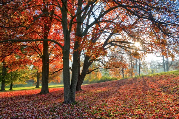 秋の風景 太陽がカラフルなカエデの葉を通して輝くことによって作成されたレンズフレア 自然の秋の背景 — ストック写真