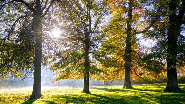 Sunrise in an autumn maple forest with golden leaves and sun-rays cutting through the trees on a foggy morning during the fall.