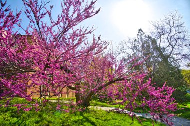 Kiraz ağaçları güzel bahar sabahlarında çiçek açar. 