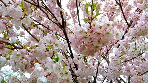 Fond Fleurs Cerisier Dans Parc Public — Photo