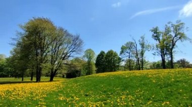 İlkbaharda karahindiba çiçekleriyle parkın resimlerini çekiyorum. Sarı karahindiba çiçeklerinin geniş bir görüntüsü güneş ışığında tarlada, kamera sağa sola dönüyor..