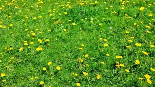 Field Full Yellow Dandelion Flowers Park Spring — Stock Video