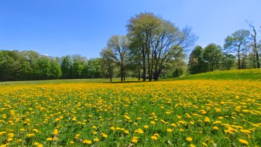 Baharda karahindiba ve yeşil çimlerle alçak açılı park manzarası
